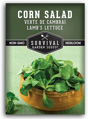 Ensalada de maíz Verte de Cambrai Semillas para plantar, 1 paquete con instrucciones para plantar y cultivar lechuga de cordero o macé en tu huerto