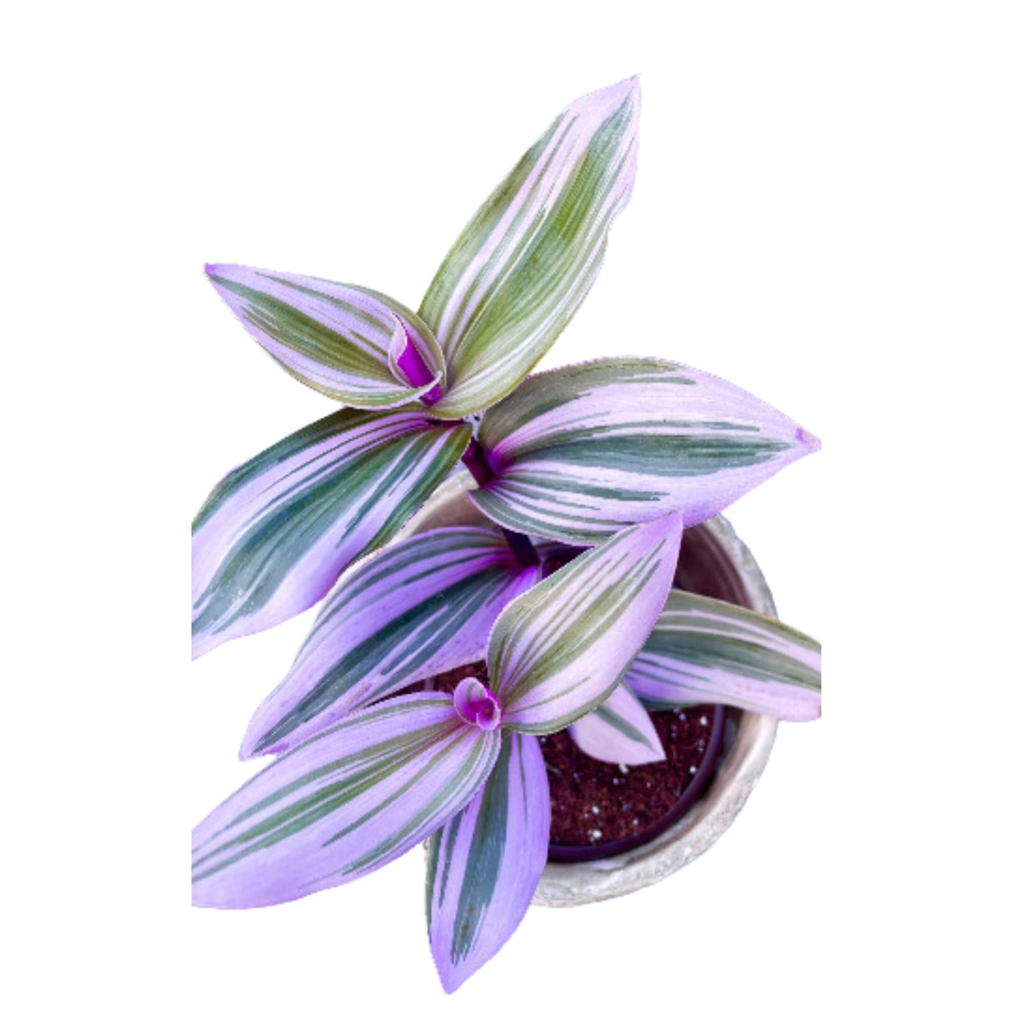 PLANTVERS Tradescantia Nanouk Lilac