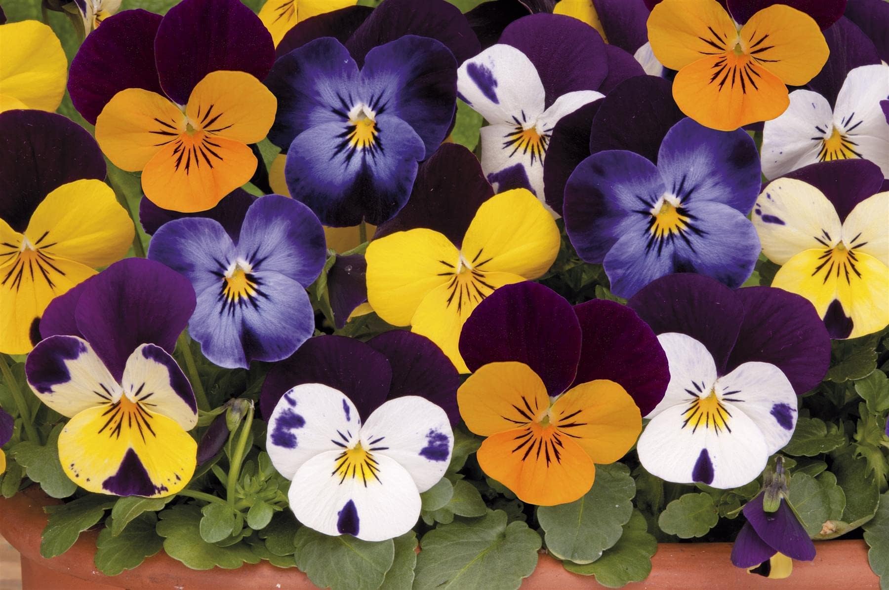 Pansy Mix Bedding Plants Outdoor Garden Ready Winter Pansies Ready to Plant (Pack of 6