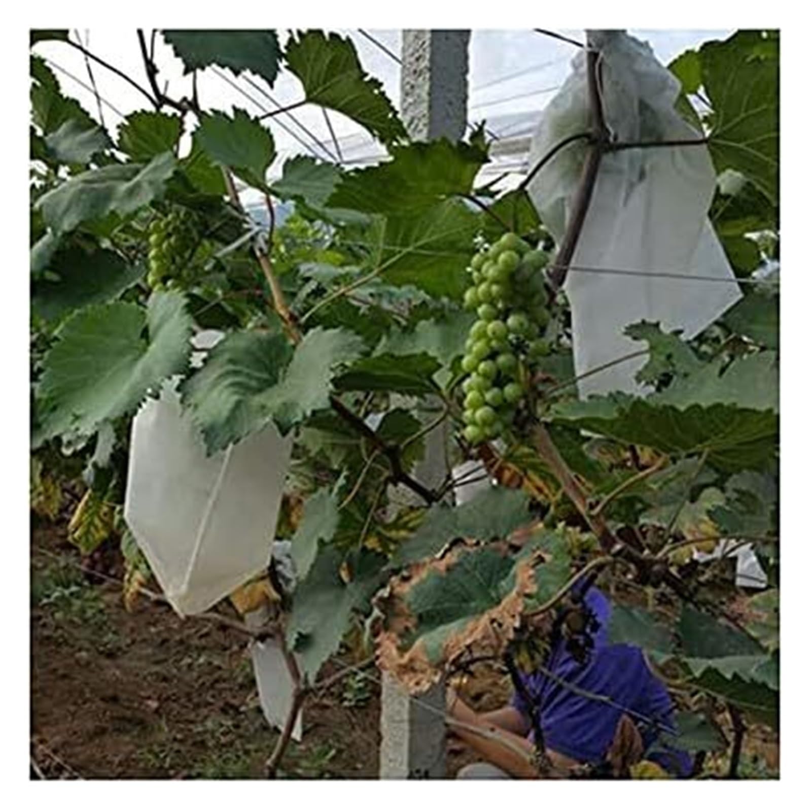 JFGCTYHXY Fruit protection bags, Agricultural Pest Control Anti-Bird Mesh Bags, Grapes Apples Garden Vegetable Pouch, 50Pcs/Lot