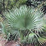 palmeira sabal minor 5 Sabal Minor Nordform Hardy Zwerg Palmetto
