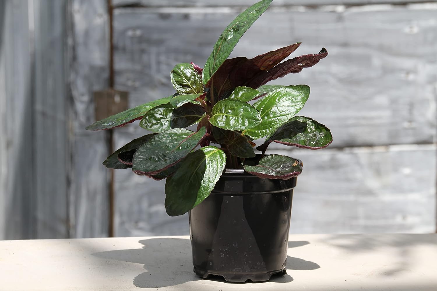 Purple Waffle Plant - Live Plant in a 4 Inch Pot - Hemigraphis Alternata - Rare and Elegant Indoor Houseplant