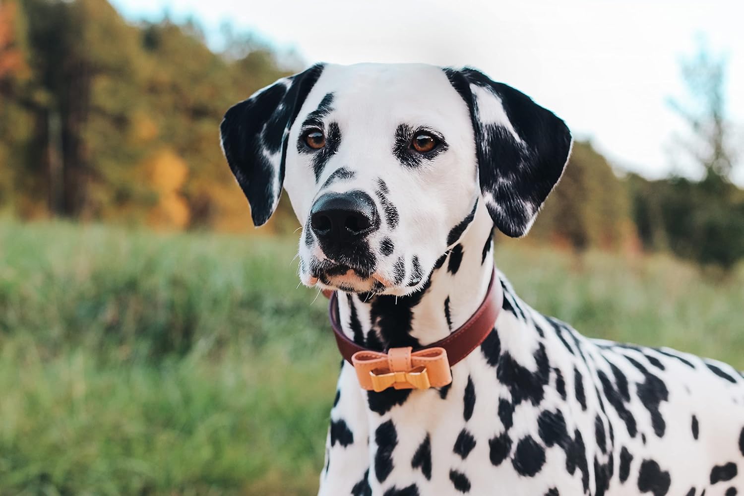 Luxury Italian Leather Dog Collar With Bow - Stylish, Durable, Comfortable for Small Medium Large X-Large Dogs (X-Large)