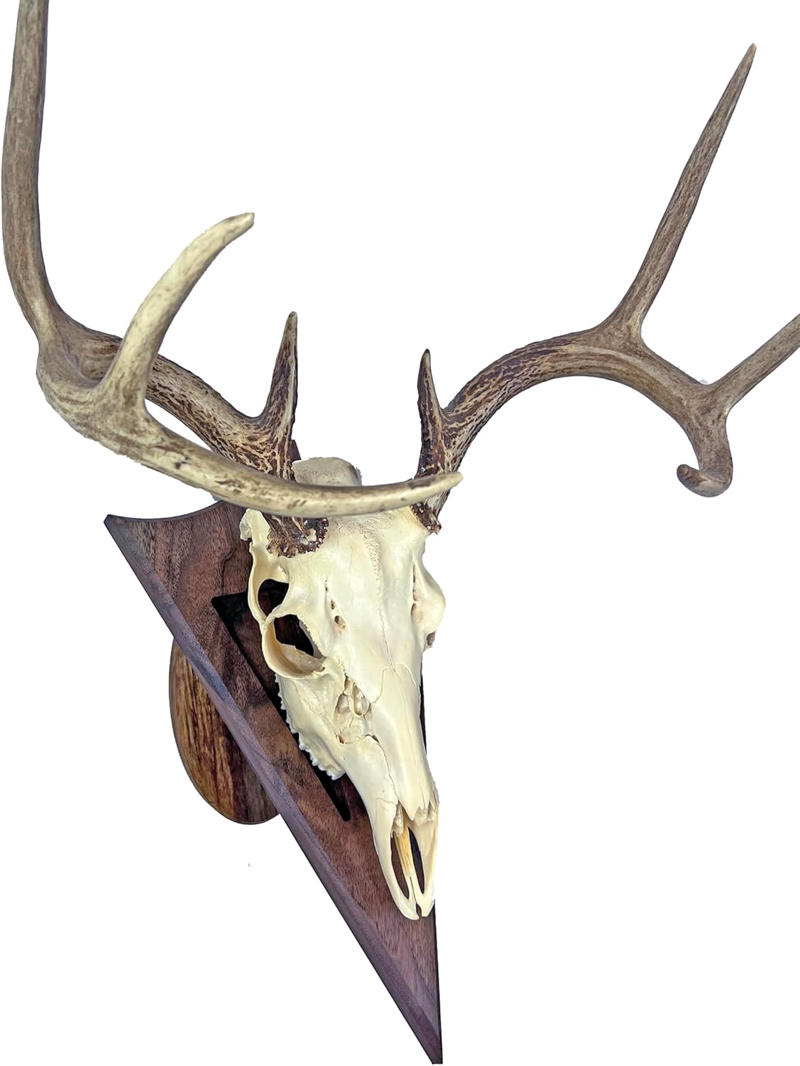 Arrowhead Shaped European Mount Deer Skull Plaque - NO Drilling Required (Walnut)