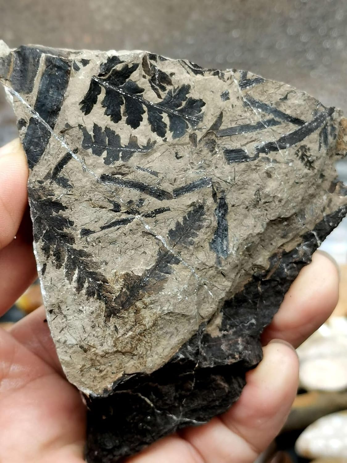 Jurassic Beautiful Leaf Plant Fossils from the Ice Age