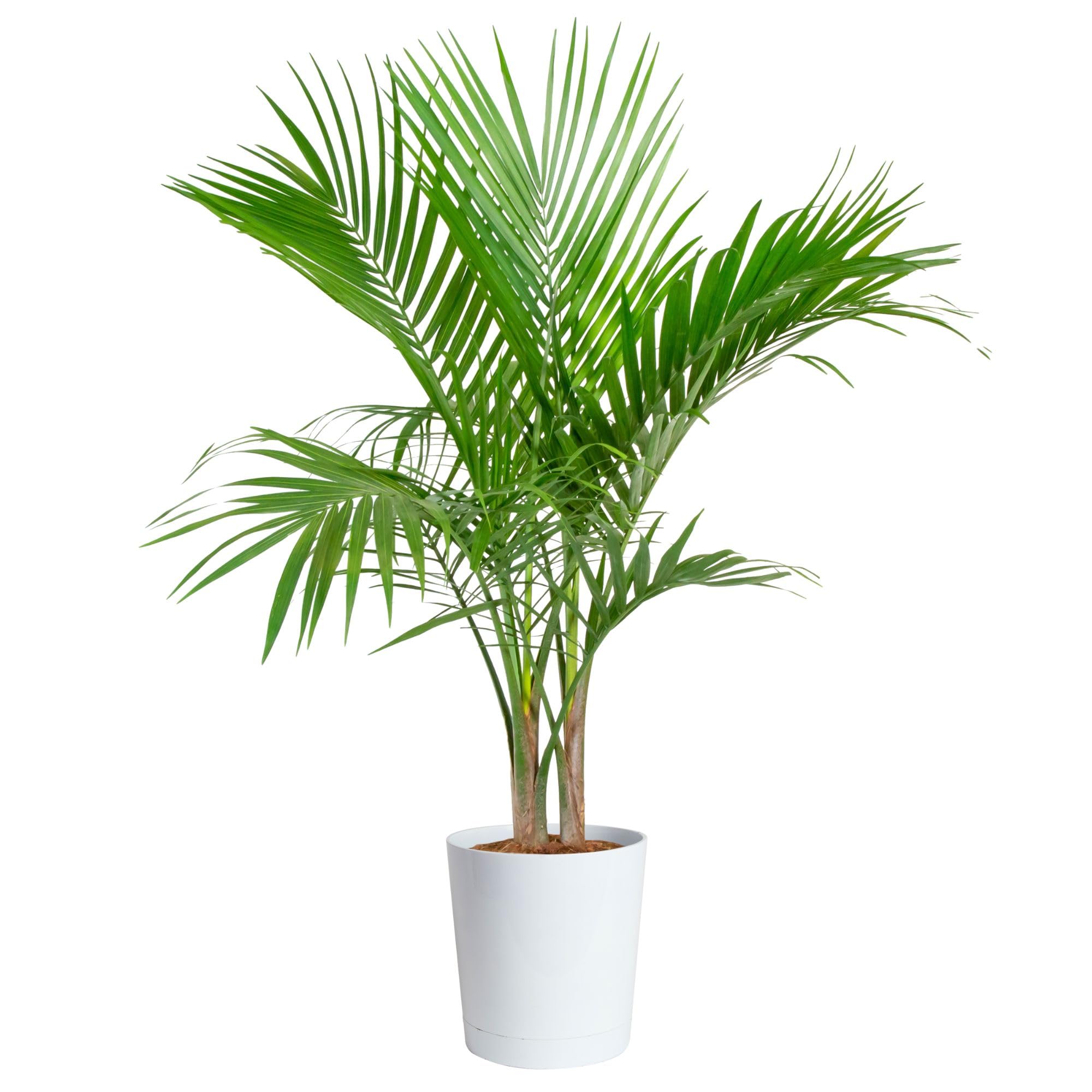 Amazon.com: Costa Farms Majesty Palm Live Plant, Spring Decor 