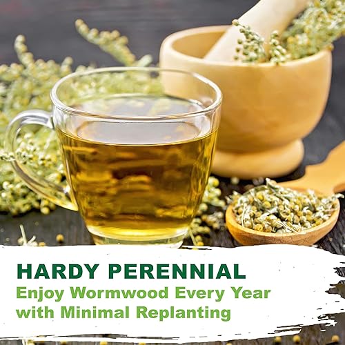 Miniatura 8 de TKE Farms & Gardens - Wormwood Seeds for Planting, 1000+ Heirloom Non-GMO Seeds, Aromatic Perennial Herb with Silvery Foliage, Hardy and