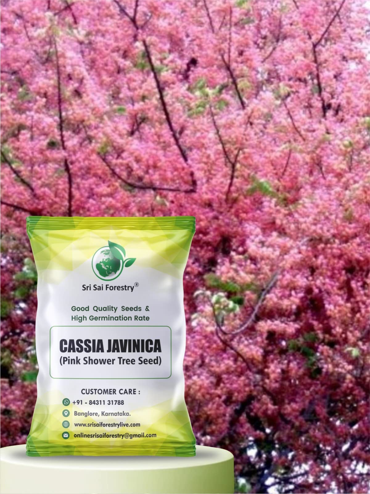 Cassia Javanica Tree Seeds (Pack of 50) | Pink Shower Tree Seeds | Rainbow Shower Tree Seed