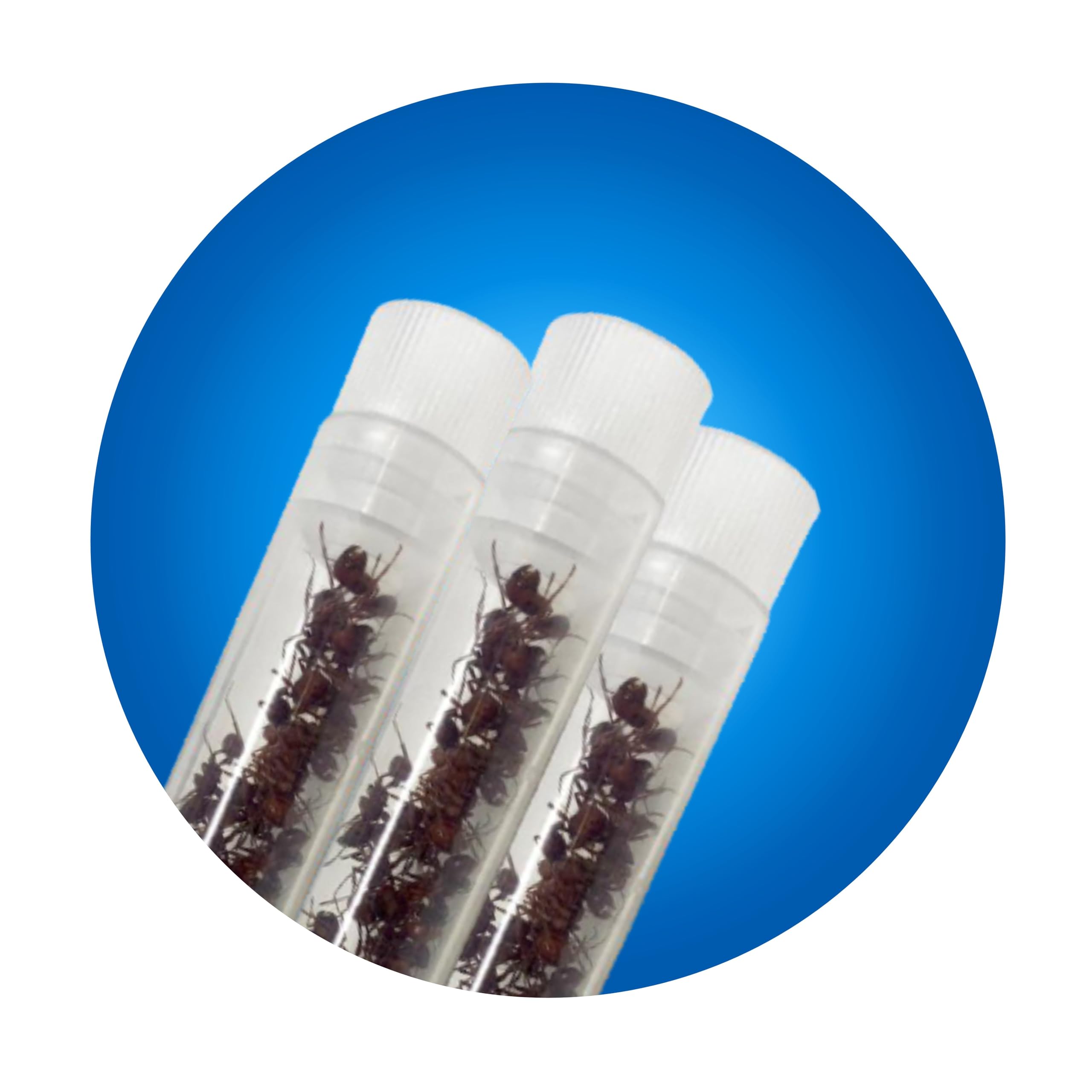 75 Live Ants | Ant Habitat Refill Western Harvester Ants Grown in USA