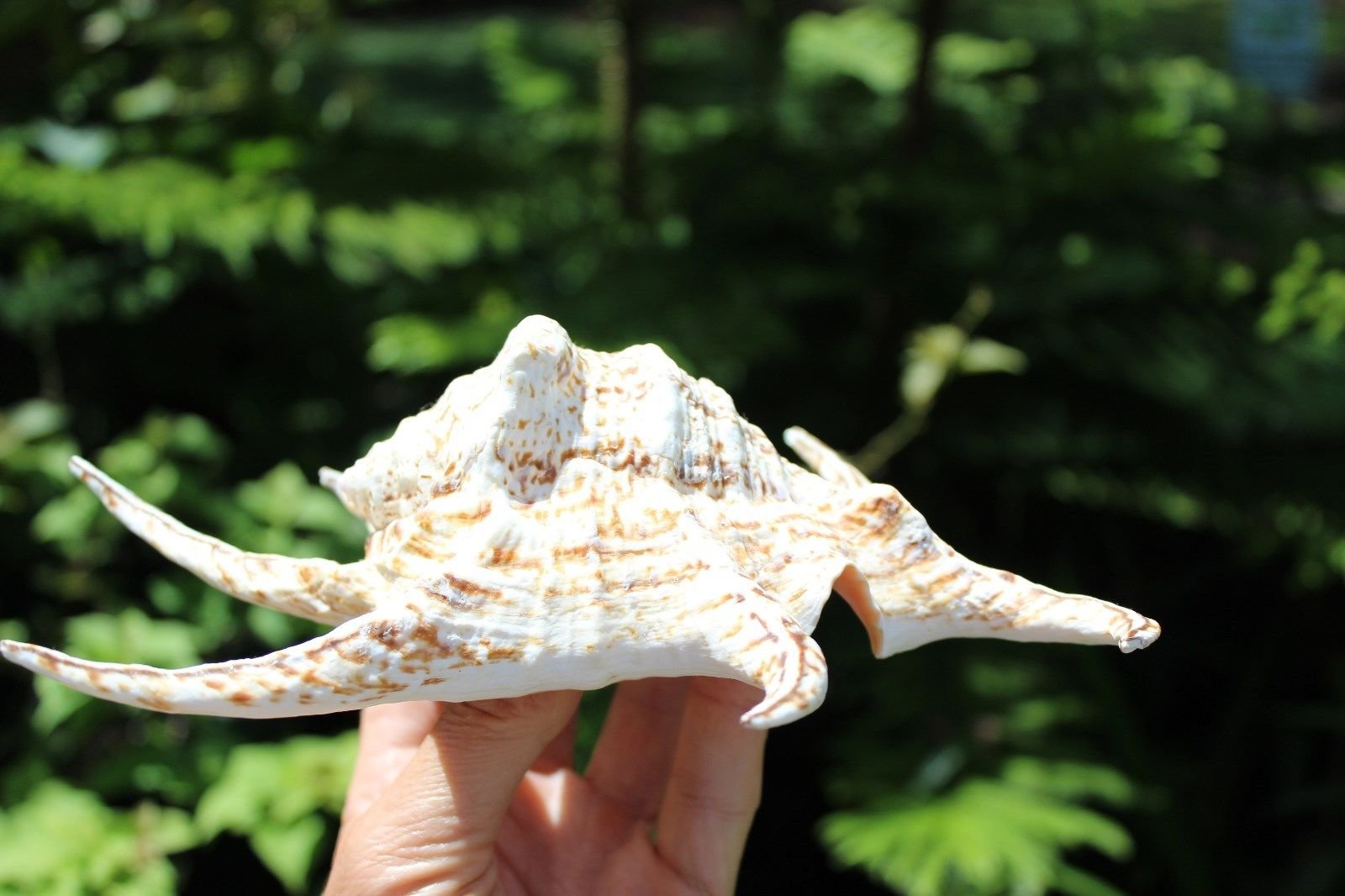 Amazon.com: Lambis Lambis 蜘蛛海螺熱帶貝殼: 寵物用品