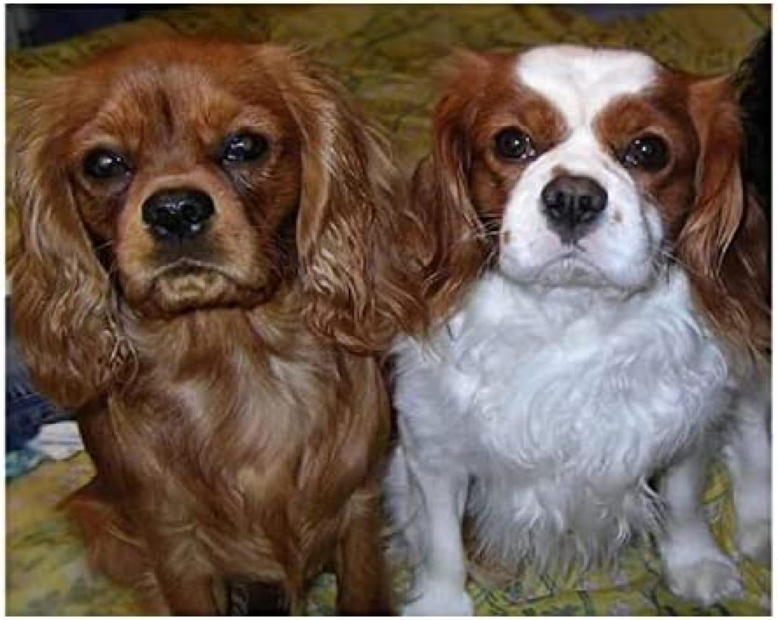 Nprzm H491 5D Diamond Painting By Number Kits Cavalier King Charles Spaniel Dog Paint With Diamonds Arts Full Drill Living Room Decor Craft 30X40cm