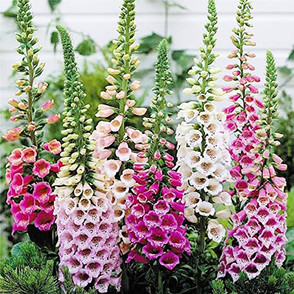 Marde Ross Common Foxglove Seeds