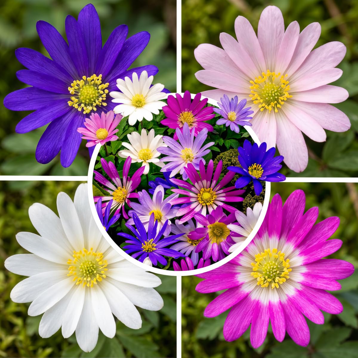 Sommerblumen zwiebeln Rainbow Mix Blumenzwiebeln Gladiolen, Dahlien, Freesien, Lilien, Calla, Liatris, Exklusive Mischung aus Holland, Mehrjährig Pflanzen für Garten