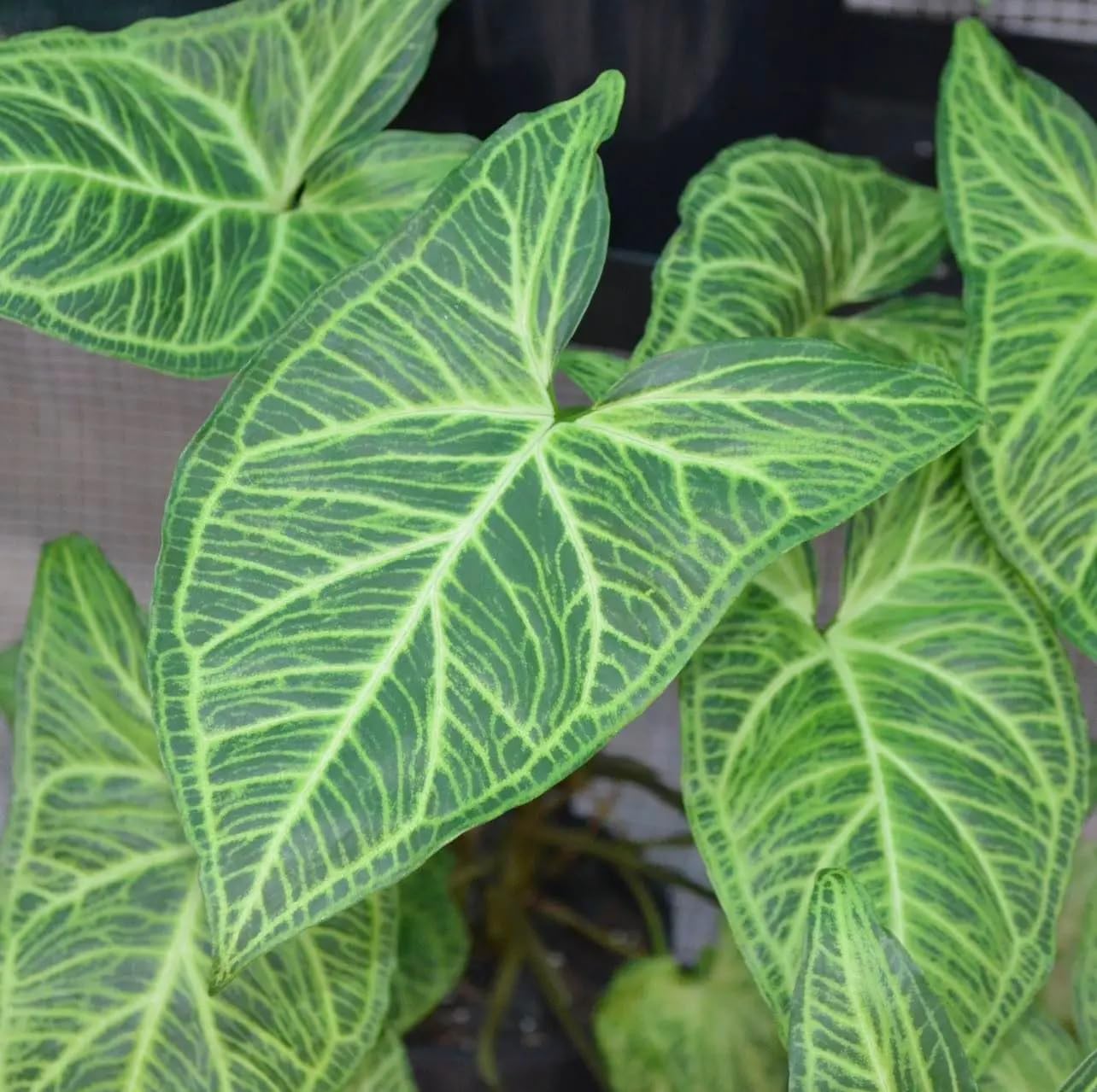 The Four Seasons Syngonium Batik | Air Purifying | Rare Natural Live Plant in Pot (B0CGQ4M91W) Amazon Price History, Amazon Price Tracker