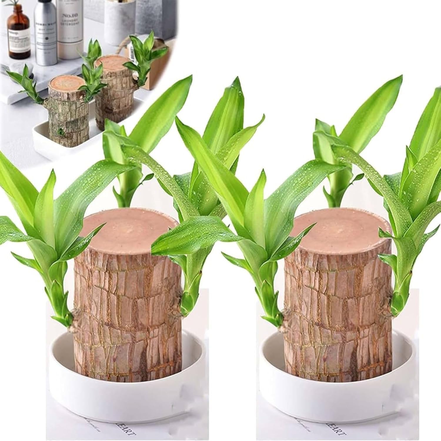 Brazilian wood plant Lucky Brazil Wood Potted Plant Healthy Indoor Live Lucky Brazilian Wood Plant for Living Room, indoor plants Feng Shui brazilian lucky wood plant (without pot) (Pack of 2) (B0DHXYTFXD) Amazon Price History, Amazon Price Tracker