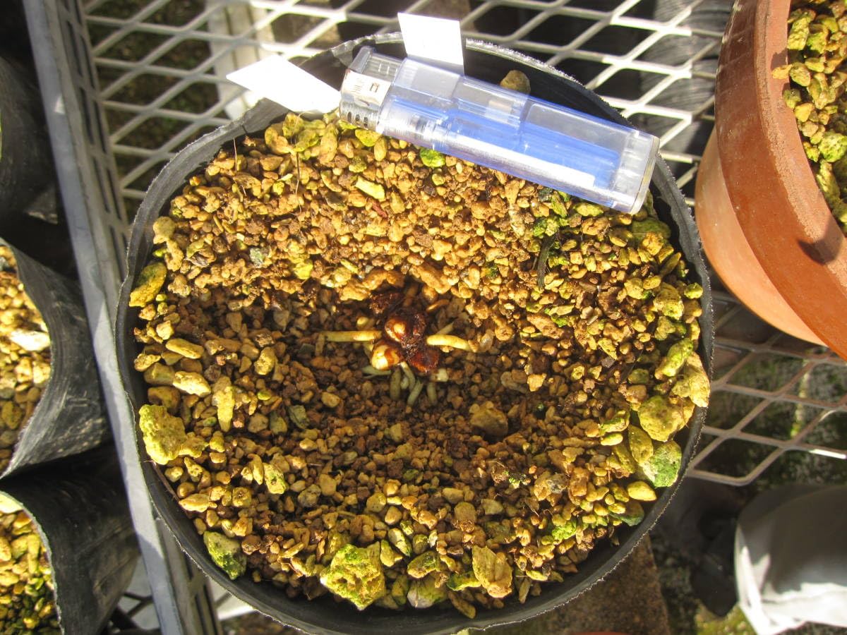 Amazon.co.jp: 山野草 斑入り サンカヨウ 15E : おもちゃ