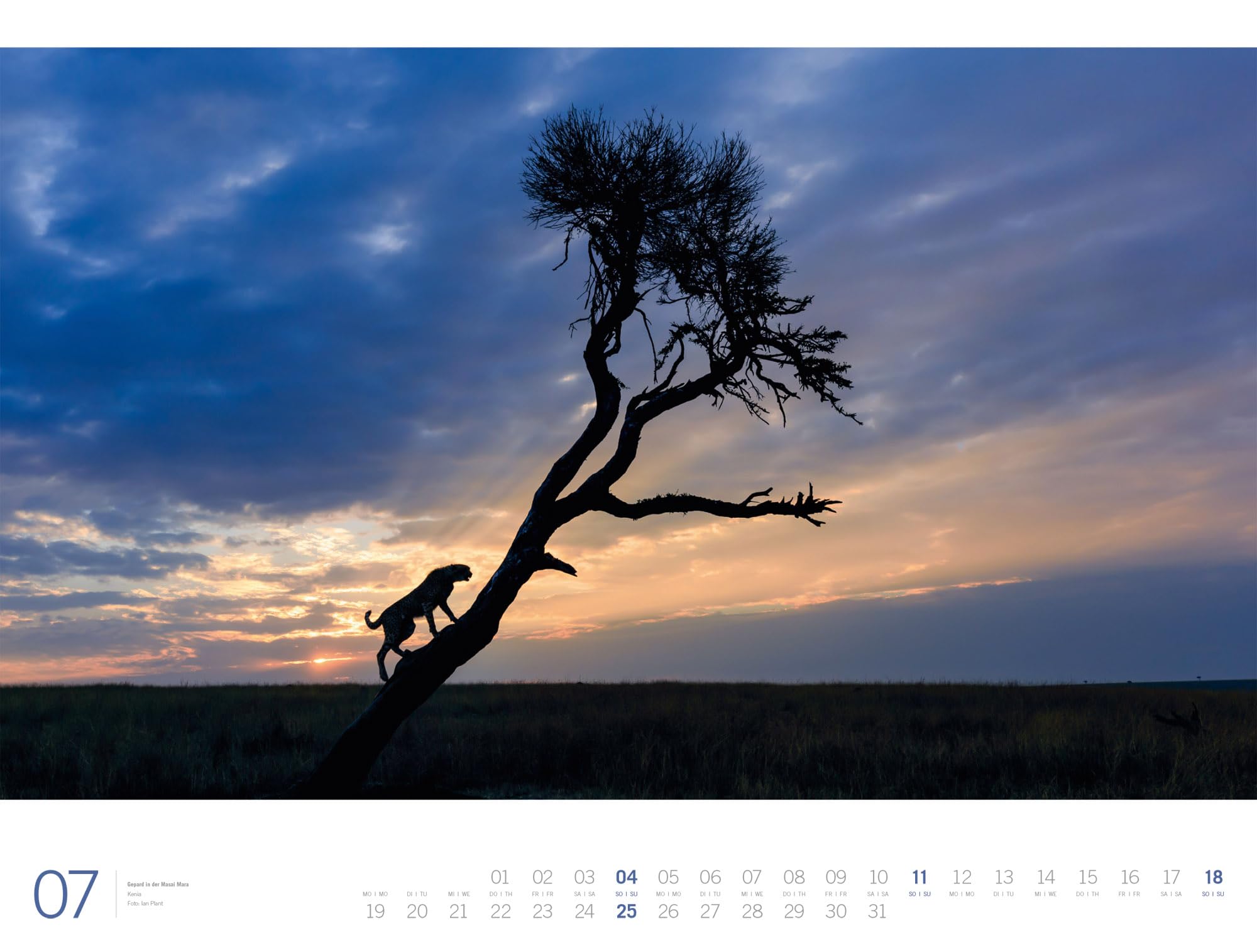 Afrika Gallery Kalender 2027: Bildgewaltiger Afrika-Kalender im großen Querformat (66x50 cm) | Tiere und Landschaft im Großformat