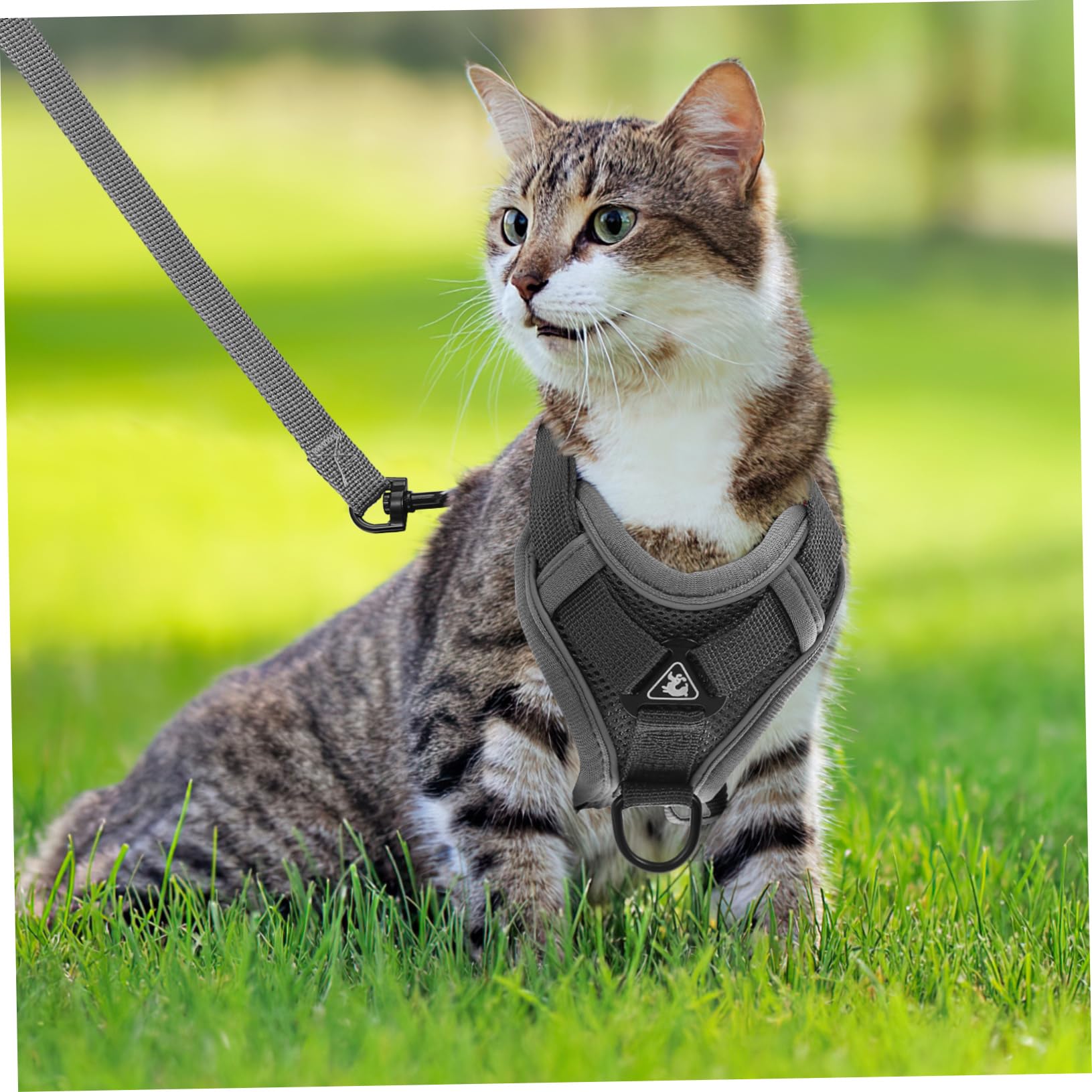 Kisangel 3stücke Puppy Für Kleine Hunde Und Katzen Verstellbares Und Reflektierendes Geschirr Mit Für Sicheres Und Bequemes Gassigehen Im Freien Atmungsaktiv Elastisches Design