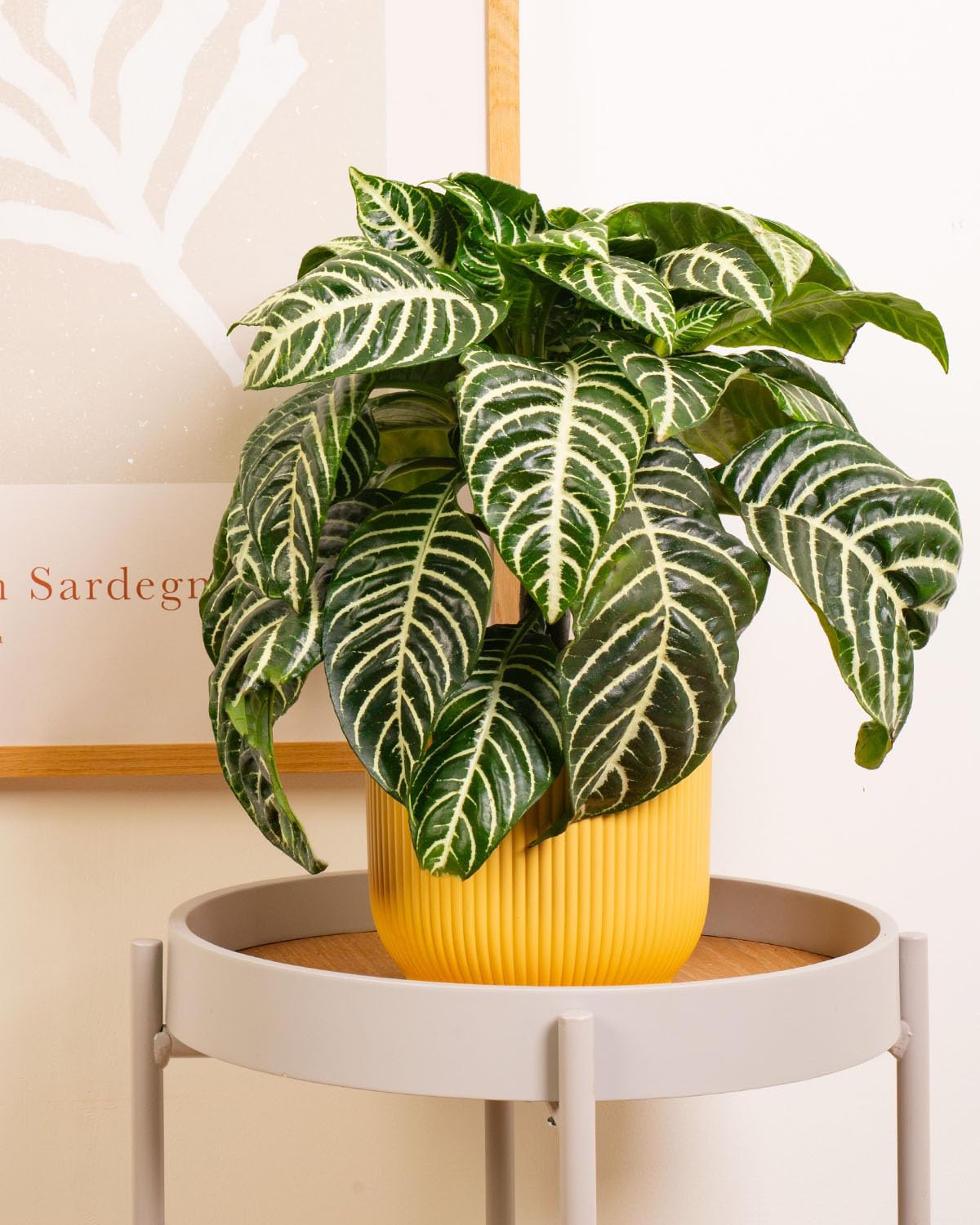 Prickle Plants Zebra Plant - Indoor Decorative Houseplant with Distinctive Foliage, Easy Care Plant for Home or Office Spaces (25-35cm incl. 12cm Pot)