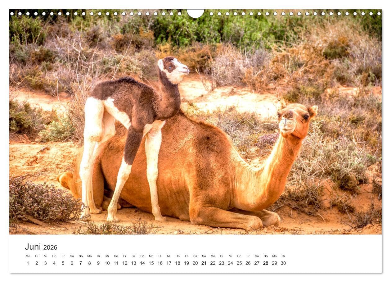 Kamele - die wahren Überlebenskünstler der Wüste. (Wandkalender 2026 DIN A3 quer), CALVENDO Monatskalender: Die geheimnissvollen Tiere der Wüste. (CALVENDO Orte)