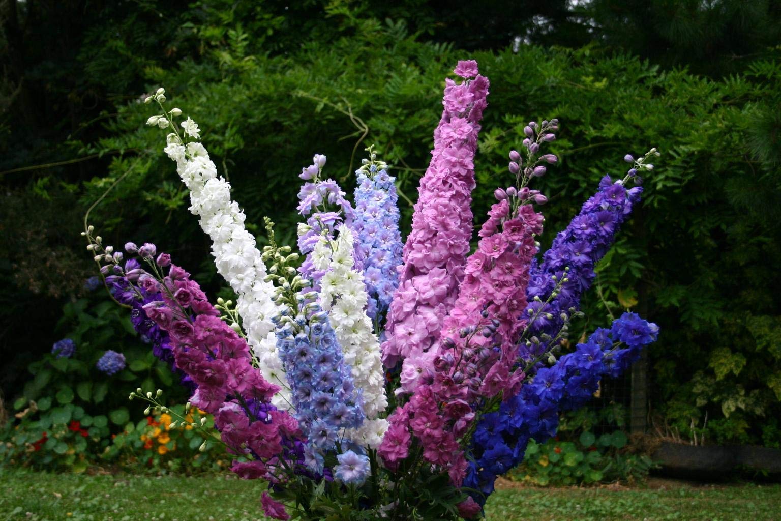 Amazon.com: Giant Rocket Larkspur Delphinium Imperial Mix Seeds