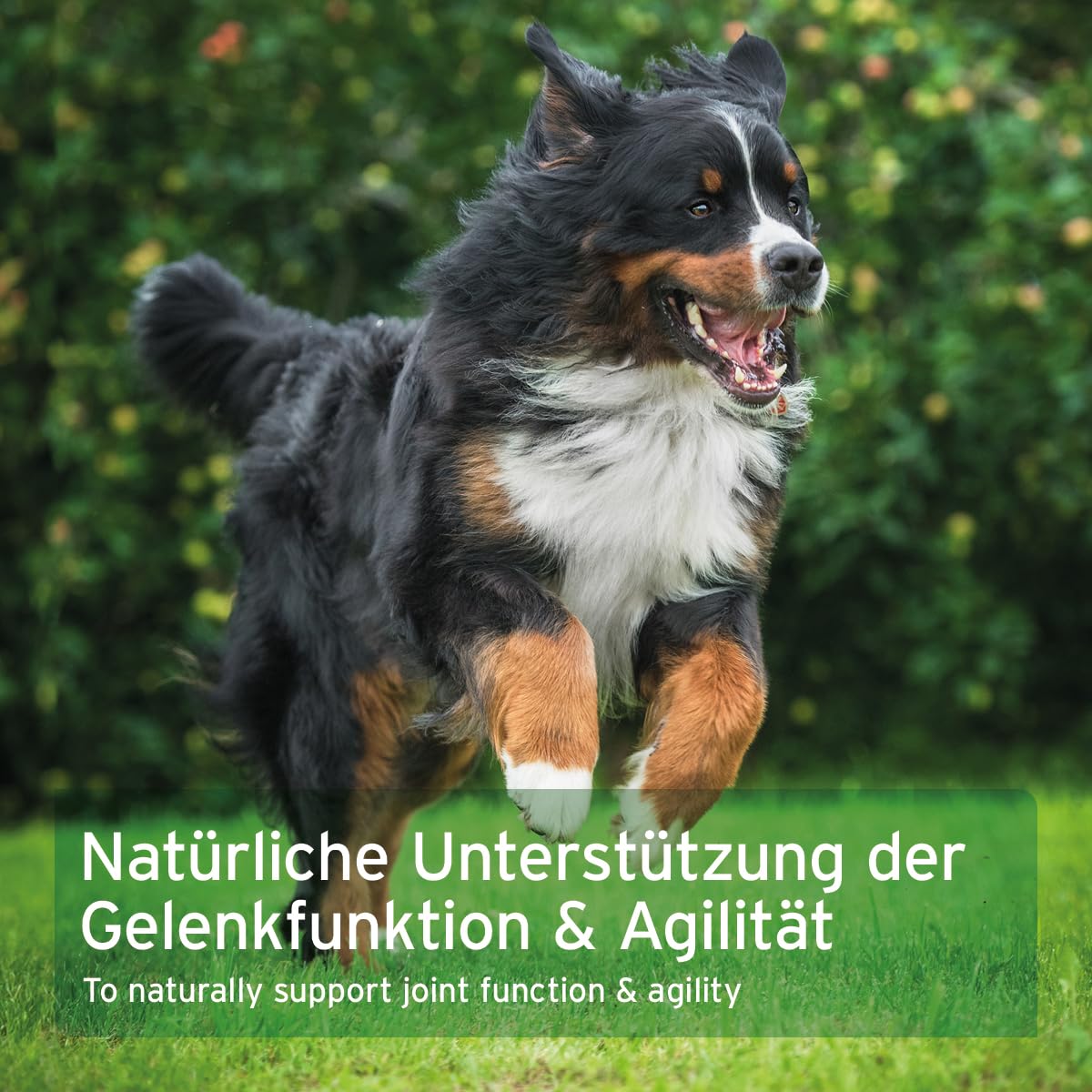 AniForte Gelenktabletten Hund AgilityVet 120 Stück - Natürlich & getreidefrei, fördert Mobilität & Bewegung, Gelenktabletten für Hunde mit Grünlippmuschel, Kollagen, Omega 3 & Teufelskralle