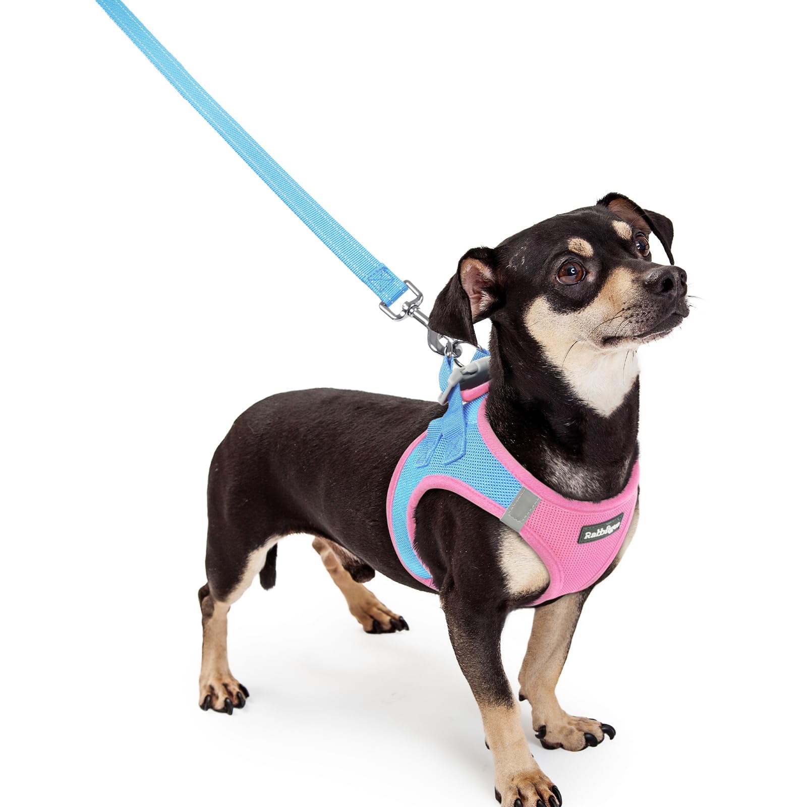 rabbitgoo Dog Harness Small Sized and Leash Set, Step-in Puppy Pet Vest