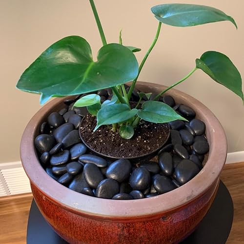 Miniatura 4 de Rocas naturales de río para plantas de 1 a 2 pulgadas, grandes piedras pulidas para jardín, grava de acuario negra para pecera, guijarros