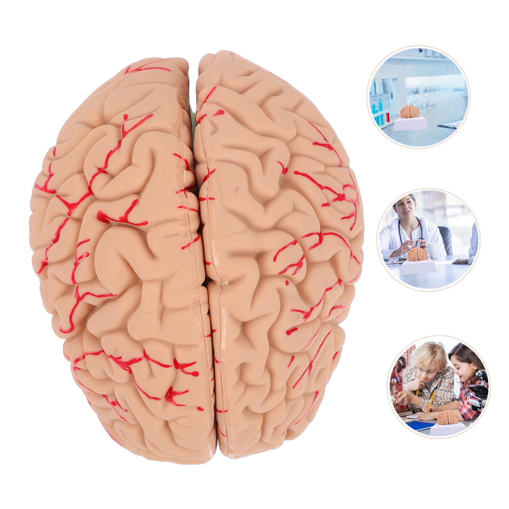MAGICLULU Modelo Cerebral Anatómico Para Enseñanza Soporte Para Modelo De Cerebro Humano Diseño Para Uso Médico y Exhibición Aulas