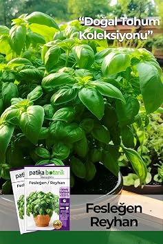 80 Local Ancestor Green Basil - Green Reyhan Ocimum Basilicum Seeds