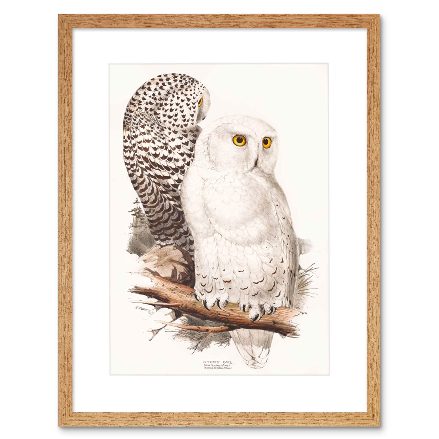 Wee Blue Coo Painting Birds Gould Lear Snowy Owl Pair Framed Wall Art Print
