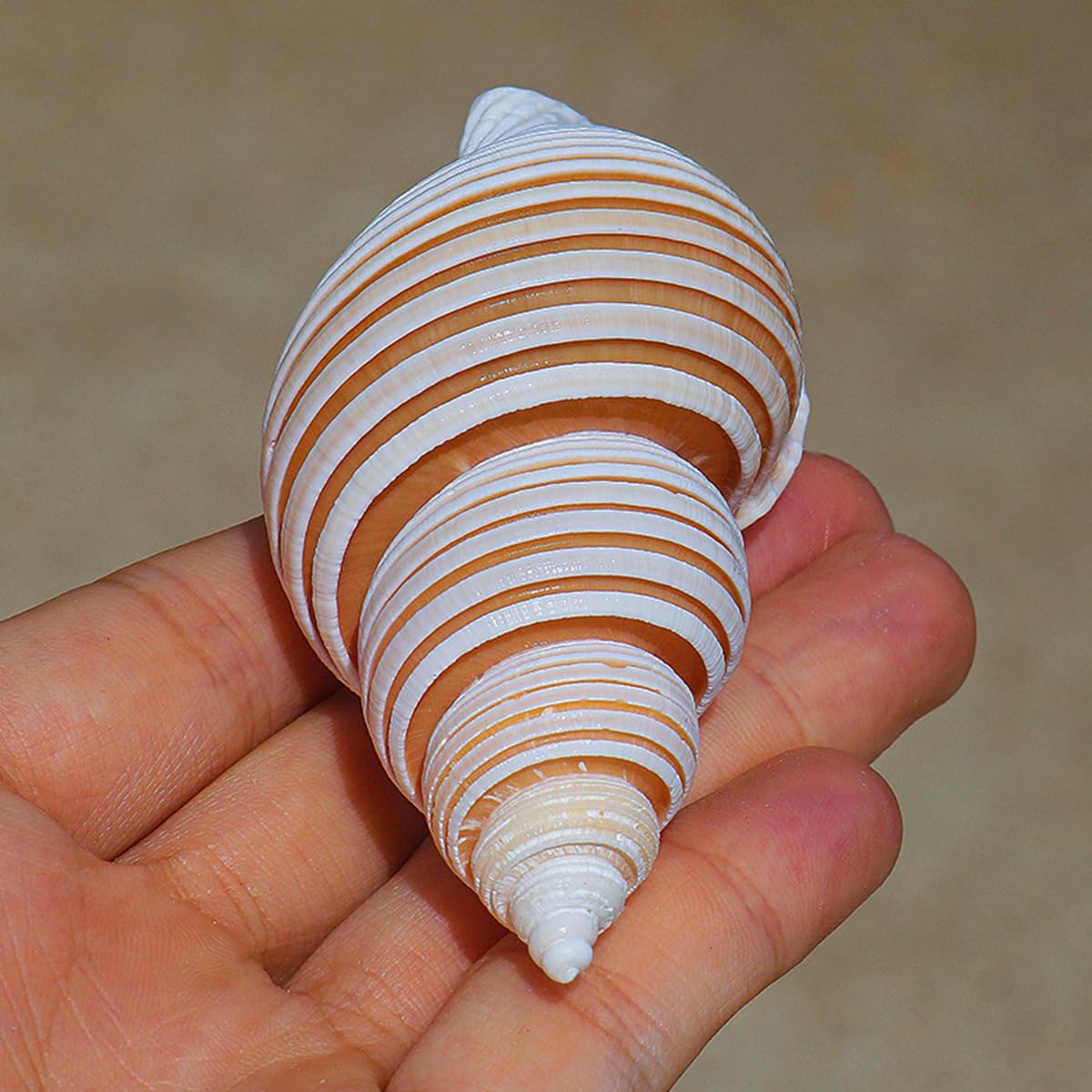 Grote Triton Tritonshoorn Trompetschelp Grote Schelp 38 cm | Grote Grote Triton Tritonshoorn Trompetschelp Grote Schelp 38 cm | Grote