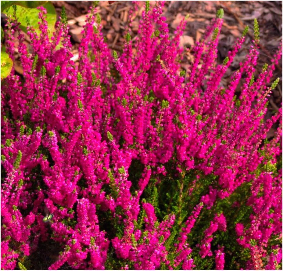 [x4] Scottish Heather Calluna Vulgaris 'Darkness' | Multi-Pack | Evergreen Shrubs | Outdoor Garden Ready Plants | Summer and Autumn Flowering | Crimson Flowers