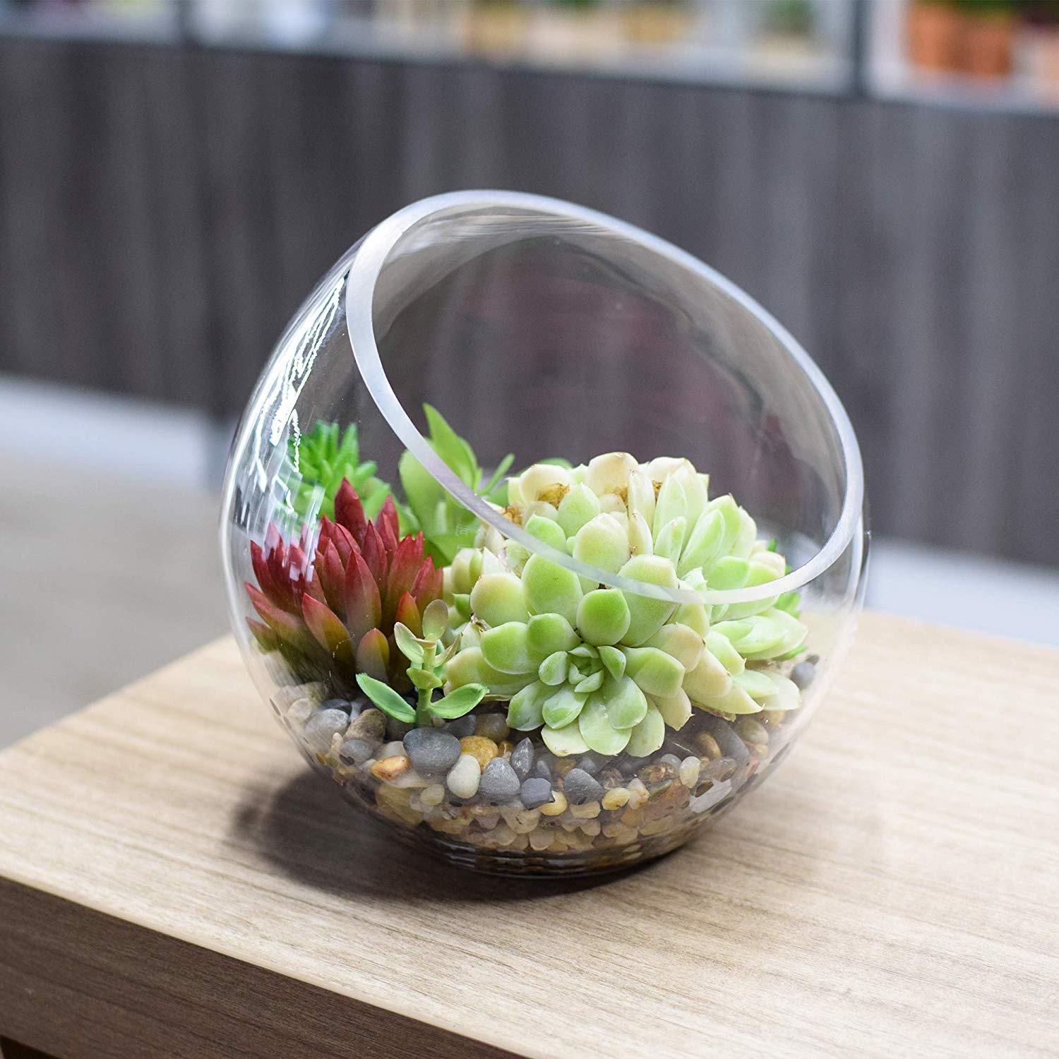 Buy Large Glass Terrarium Air plant Glass Holders, 7"x7" Large Opening