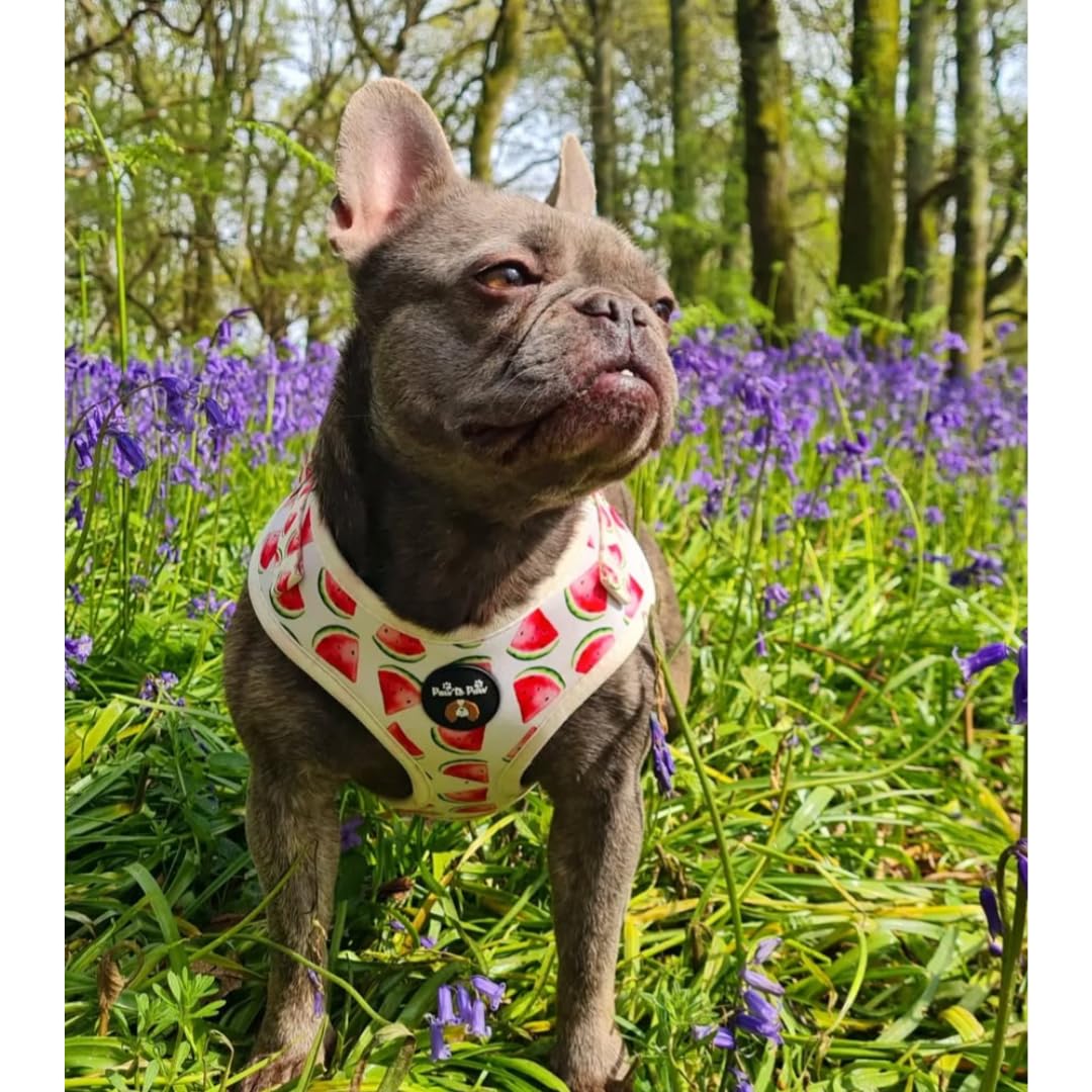 Adjustable dog harness/Watermelon/car suitable/for no pulling XXS- Medium (Small), white - Image 4