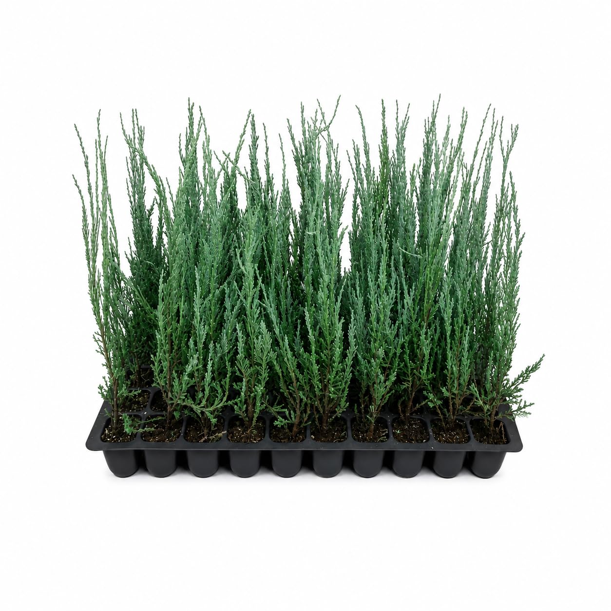 Blue Arrow Juniper