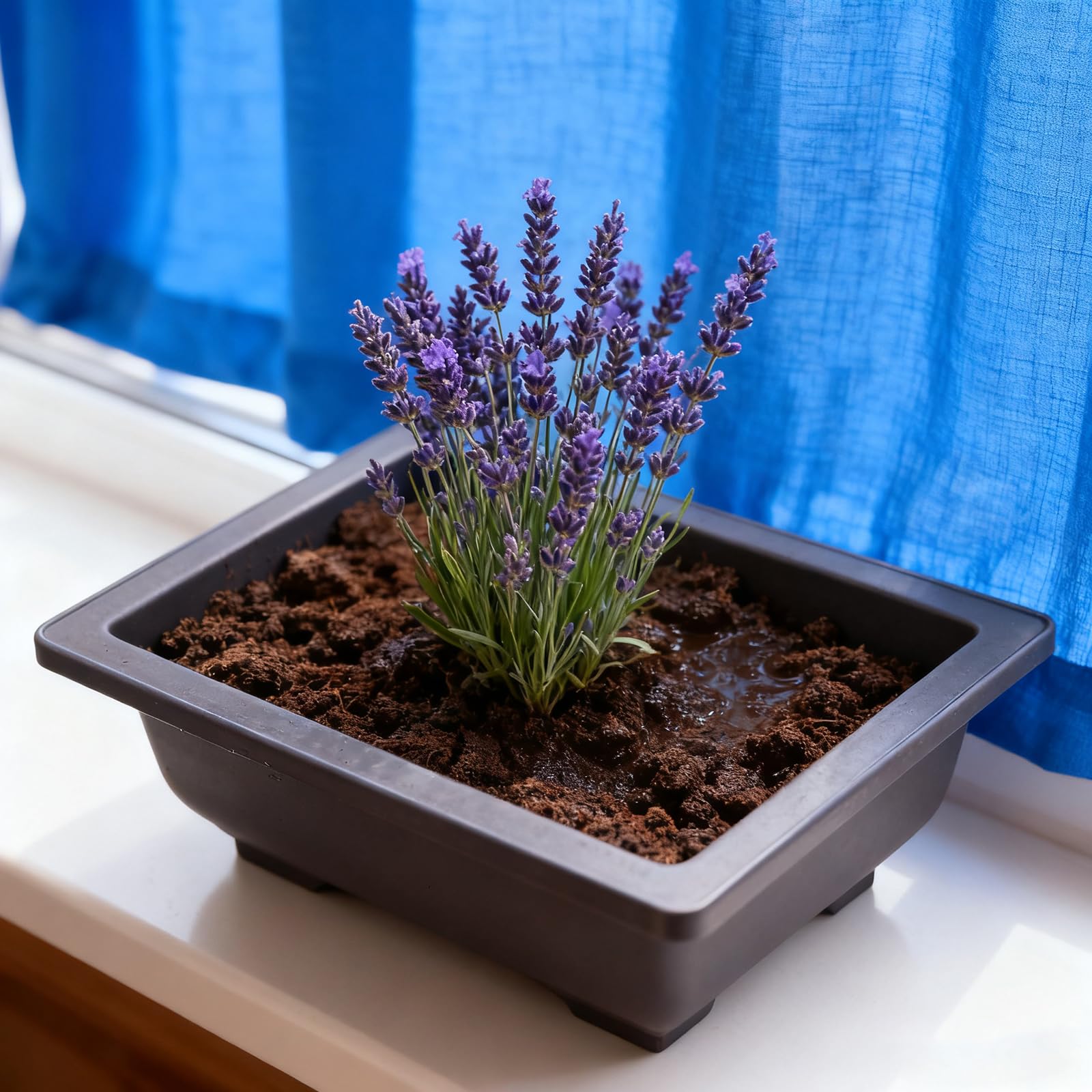 Lot de 15 pots rectangulaires en plastique pour bonsaï - 16,5 cm