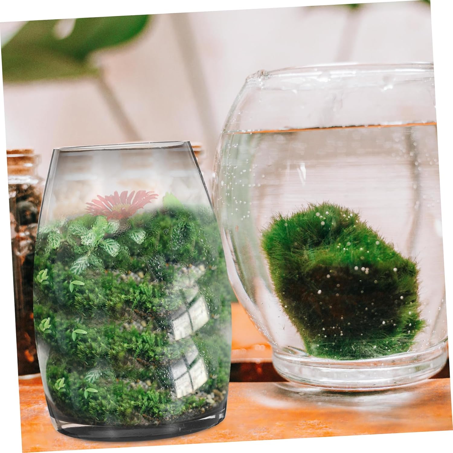 Glass Planter Vase for Succulents and Micro-Landscapes Stylish Hydroponic Container for Home and Office Decoration Durable and Stable Design for Indoor Use