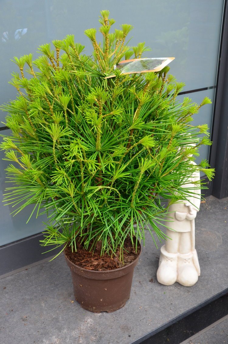 Japanische Schirmtanne Sciadopytis verticillata 40-50 cm hoch 5 L Topf