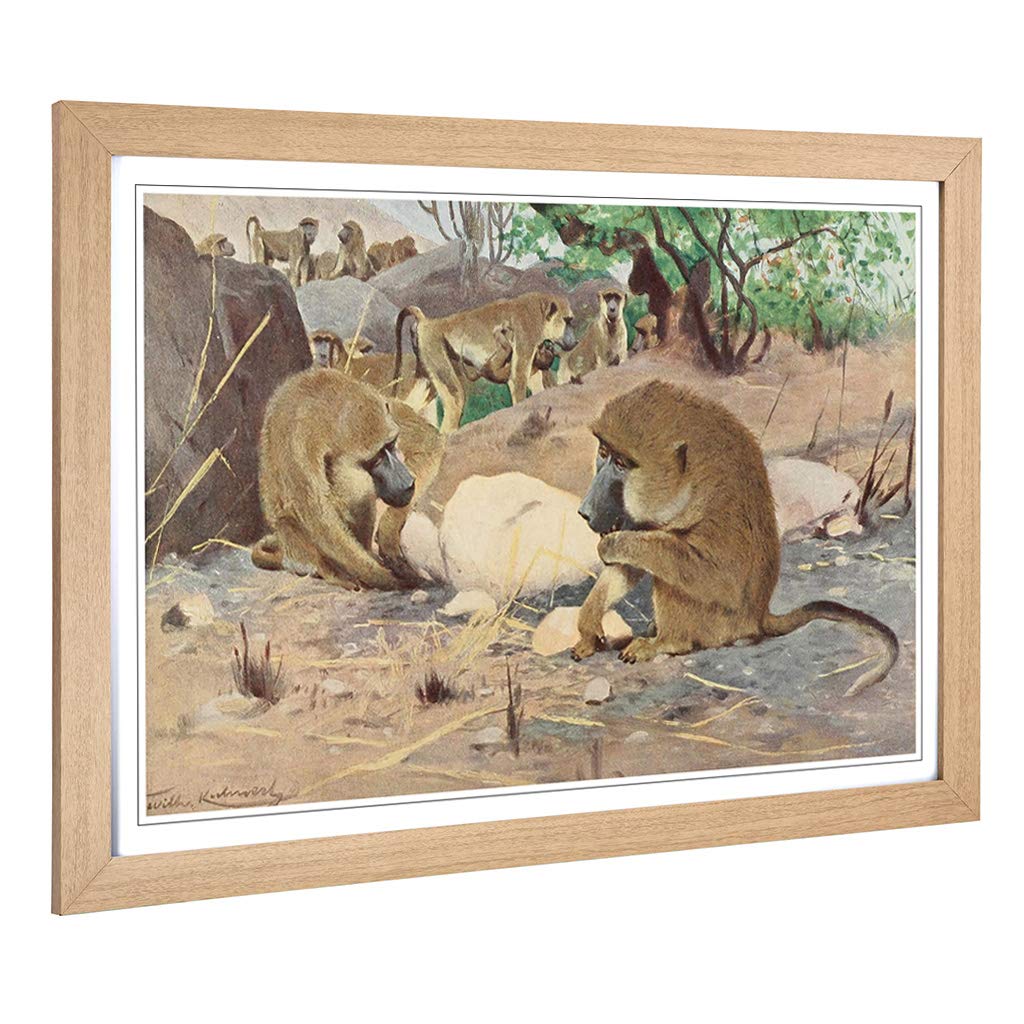 Big Box Art Framed Print of Vintage W Kuhnert Grey Baboon Design | Wall Art Picture | Home Decor for Kitchen, Living, Dining Room, Bedroom, Hallway, Office, Oak, A2 / 24.5x18 Inch / 62x45cm