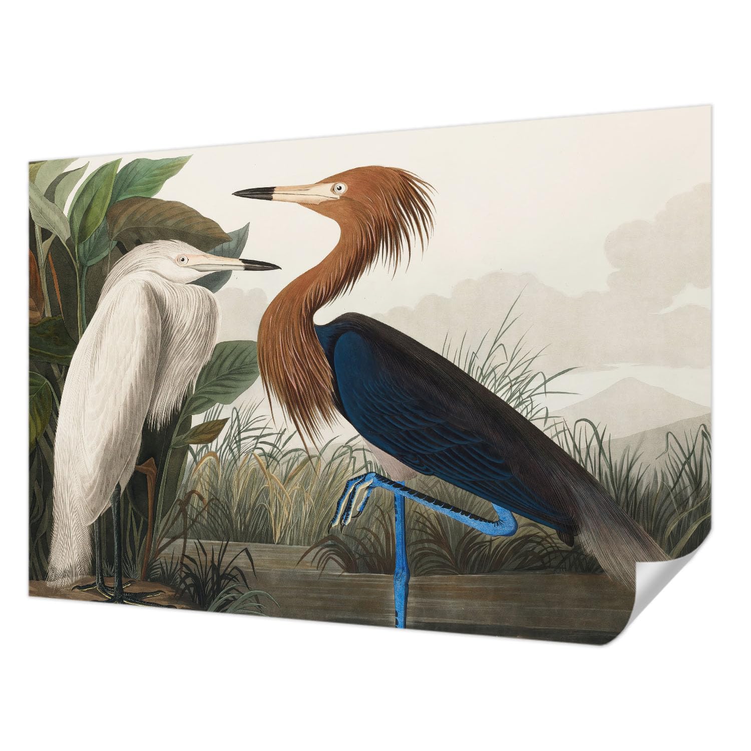 Papel pintado adhesivo aves en plantas 152x104 cm fotográfico autoadhesivo para dormitorio