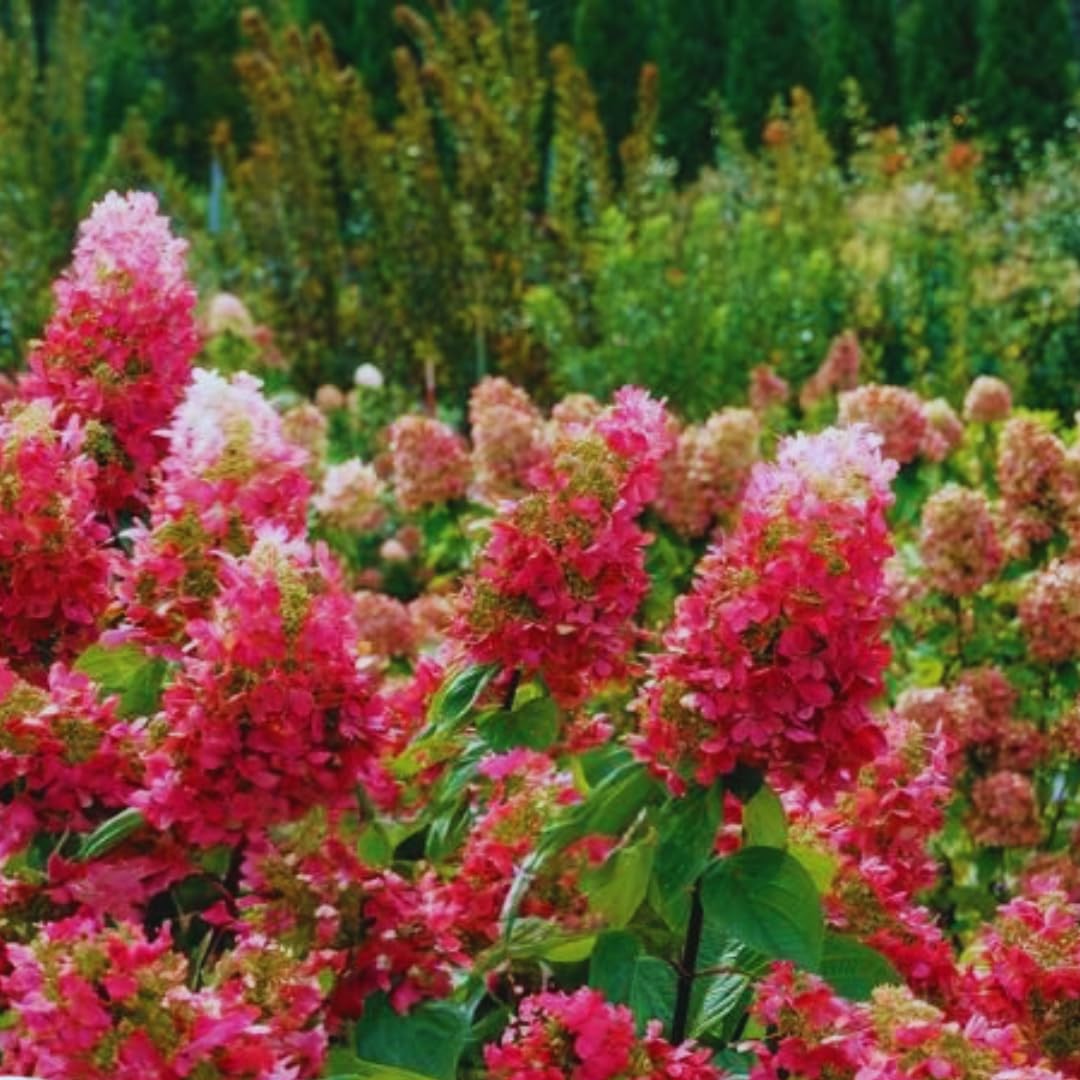 Amazon.com : Hydrangea Plant Live Tree, Red Pink to White Color