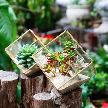 ElegantLife Decorative Geometric Terrarium Irregular Clear Glass Tabletop Flower Pot Succulent Plant Pot Black DIY (No Plants) (Cubic Gold)