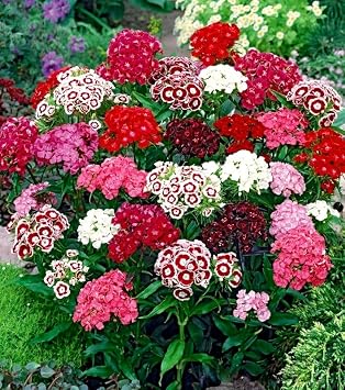 Sweet William Flower Mix - Herald of Spring - 700 Seeds + Freebie + Plant tag - Dianthus barbatus