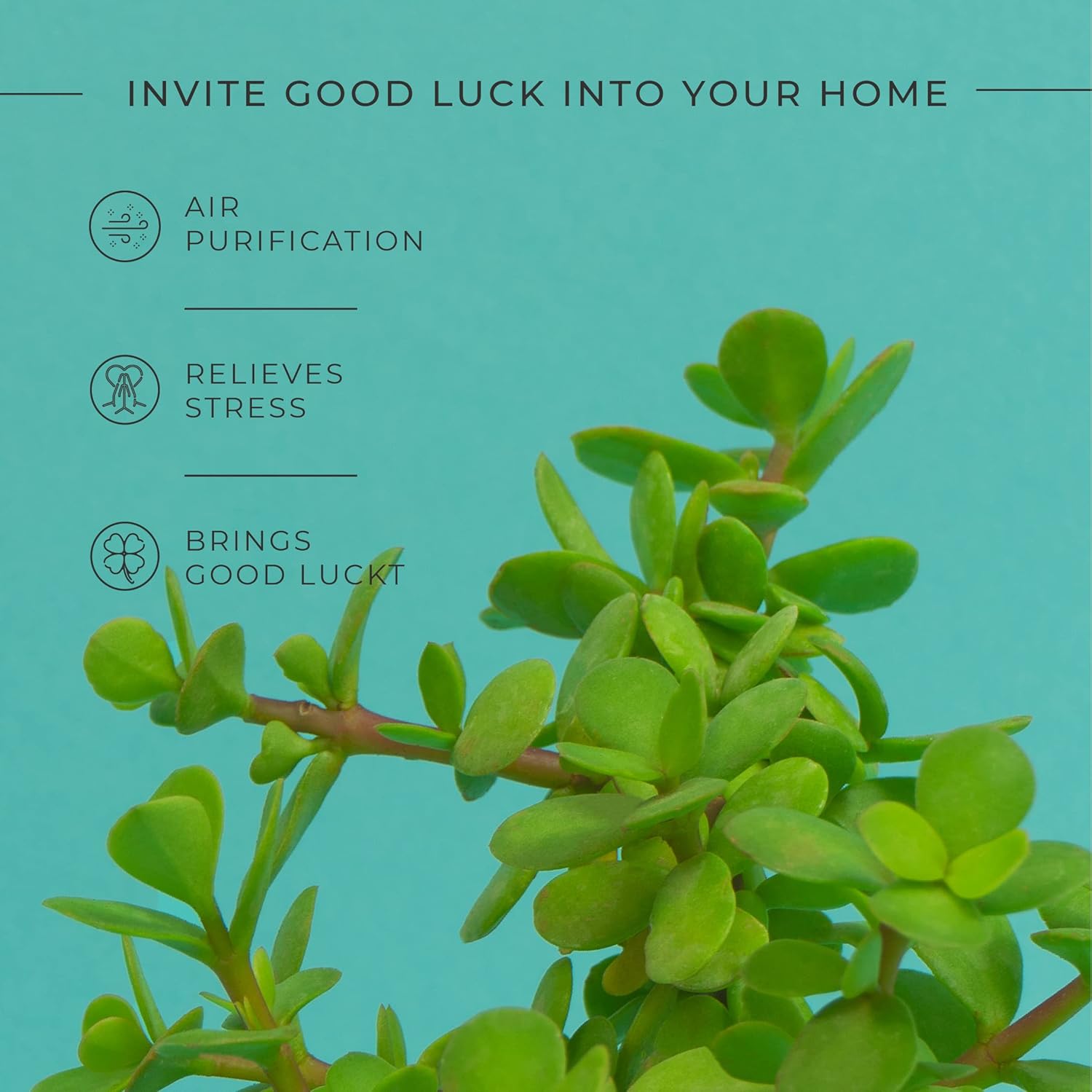 KYARI Jade Indoor Plants for Living Room | Live Plants | Plants with Turkish Green Pot for Home | Air purifier plants | Plants for Home Decor | Plants for garden | Indoor Plants for bedroom 3 71EkWMiAcOL. SL1500