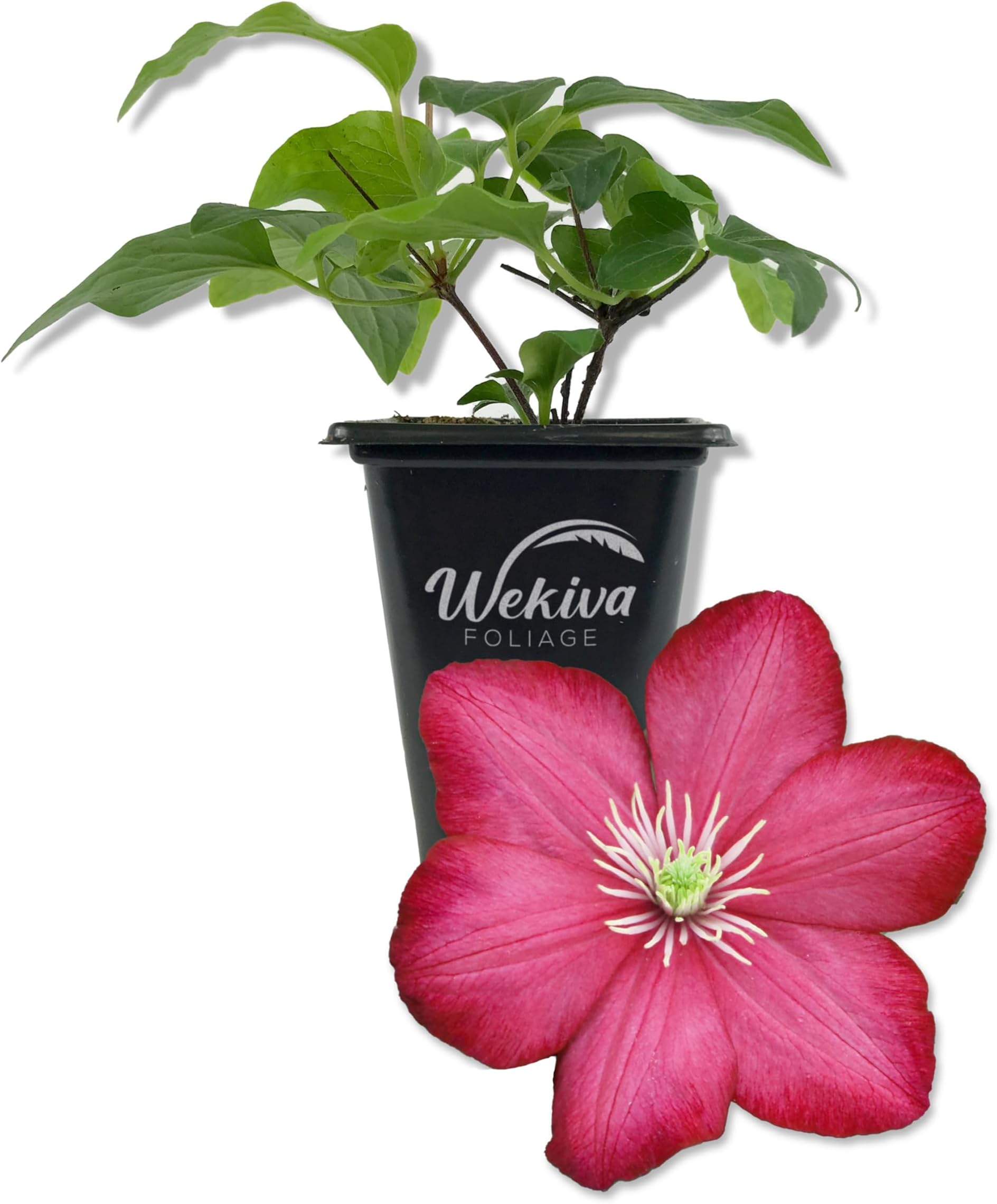 Clematis Ville de Lyon - Live Starter Plants in 2 Inch Growers Pots - Clematis 'Ville de Lyon' - Starter Plants Ready for The Garden - Beautiful Red Flowering Vine (1 Plant)