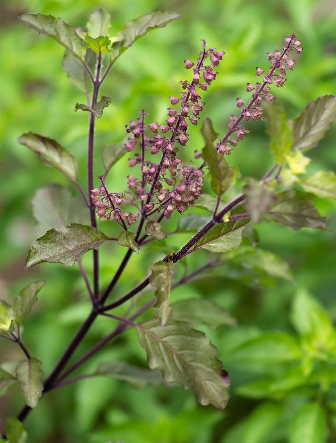 See full amazon price history chart for Guruji Plantation Tulsi Live Ayurvedic Holy Basil Combo Plant Krishna For Home Garden Real Rama Hari Shyama Indian Medicinal Herbal with Pot (Green and Black Plant) (Set of 2) Guruji Plantation Tulsi Live Ayurvedic Holy Basil Combo Plant Krishna For Home Garden Real Rama Hari Shyama Indian Medicinal Herbal with Pot (Green and Black Plant) (Set of 2) (B0CSK8CCM8) Amazon Price History, Amazon Price Tracker