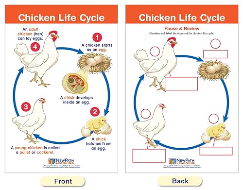 Miniatura 9 de NewPath Learning 94-1504 - Tableros de anuncios de los ciclos de la vida (8 unidades)