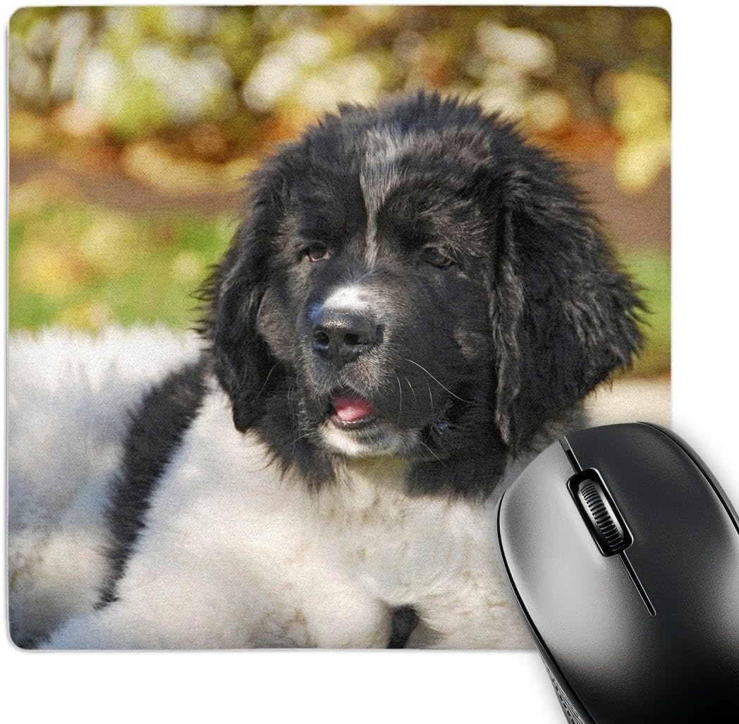 3dRose LLC 8 x 8 x 0.25 Inches Mouse Pad, Oregon Portland Landseer Newfoundland Dog Puppy Jaynes Gallery (mp_93609_1)