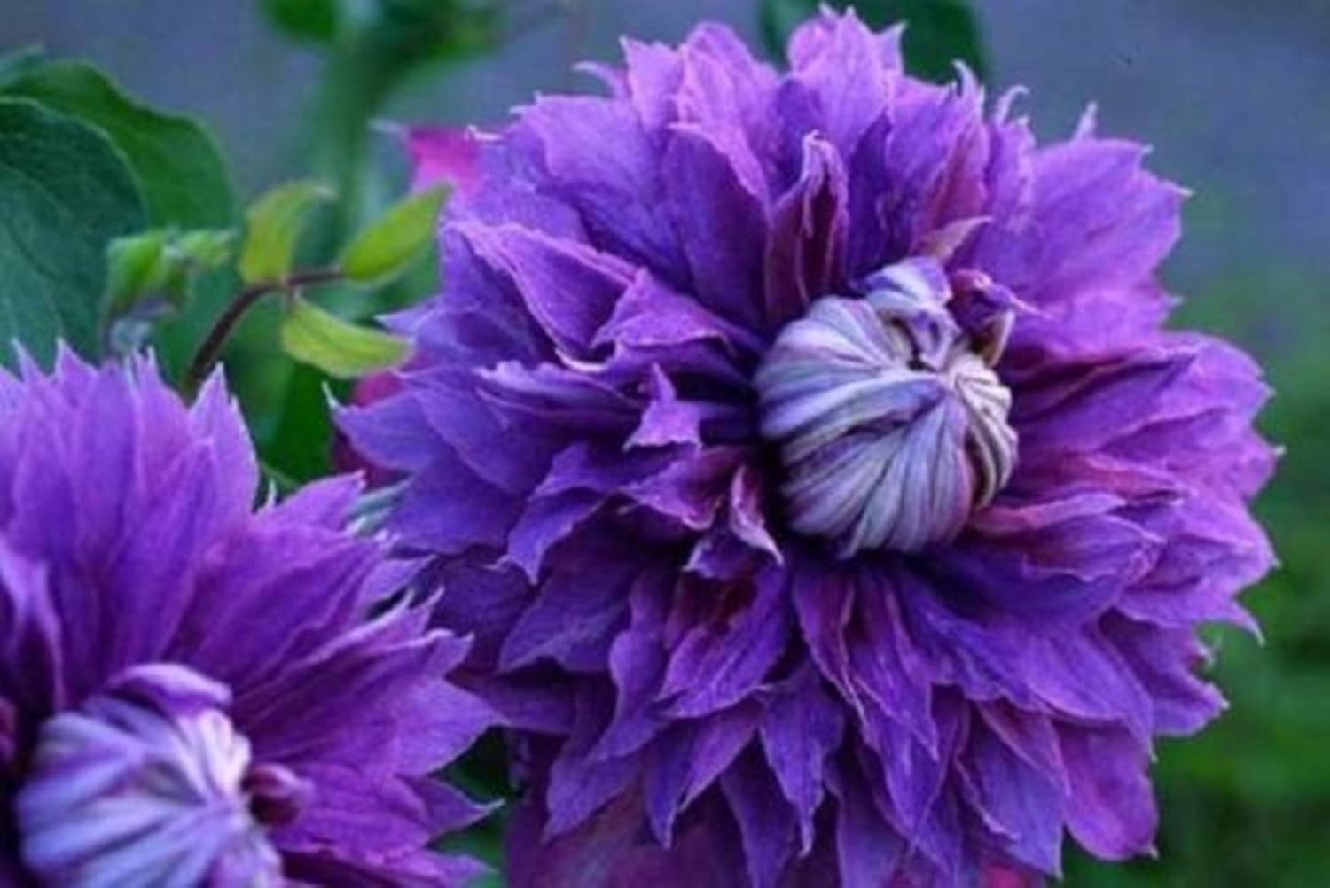 Flores